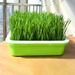 Seed Sprouter Kitchen Seed Sprouting Tray Soil-Free Garden Seed Sprouting Container with Lid