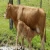 Import Simmental Cattle  Limousine cattle, Charolais cattle for sale from Germany