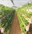 Import single-span/multi-span agriculture greenhouses widely used in green houses agriculture from China