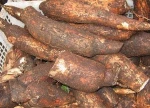 South Africa Organic High Quality Fresh Cassava for Sale