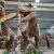 Import Theme park dinosaurs model dinosaurios simulation from China