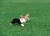 Import Top Sale Landscaping Synthetic Grass for Dogs and Pets from China