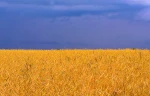 Wheat and Corn in bulk or in containers