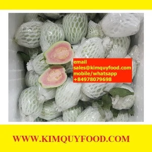 WHITE/ RED GUAVA FRUIT from kimquyfood.com - The good price for Fresh Guava Fruit