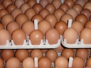 Wholesale Fresh Brown Table Eggs Chicken Eggs