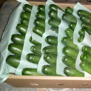 Wholesale Fresh Cucumber / Price Of Fresh Cucumber / Fresh Cucumber In Egypt