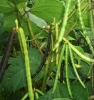 Wholesale high yield New Crop Green Mung Beans seeds