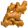 Wholesale organic fresh ginger export quality from India