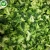 Import Wholesale organic iqf frozen fresh broccoli bulk from China