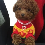 Wholesale Puppy Chihuahua Poodle Teddy Decoration Jewelry Cat or Dog Pearl Necklace with Heart  Pendant
