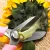 Import Women gifts Florist Multi Tasking Garden Scissors for Arranging Flowers from China