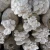 Import xiu zhen gu bulk mini Oyster mushroom grow bag mushroom seeds for sale from China