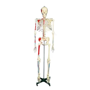 168 CM HUMAN SKELETON MODEL WITH PAINTED SKULL