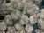 Import Fresh Garlic from Iran
