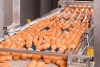 High-Quality Fertile Cobb 500 Chicken Hatching Eggs,Cobb 500 fertile eggs exporter,Cobb 500 hatching eggs Brazil