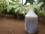 Worm Tea