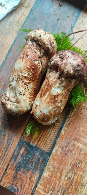 Fresh Matsutake Mushroom