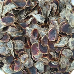 Seashell Operculum Murex For Sale