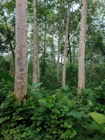 Sustainable Ecuador Teak Wood Timber Perfect for Interior and Exterior Use