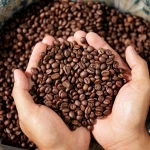 Coffee Bean Direct from Farmer-Indonesia