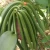 Import Planifolia Vanilla Beans Luxury from Indonesia