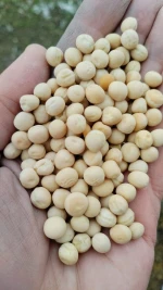 Yellow peas from Russia