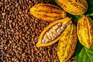 cocoa beans good fermented