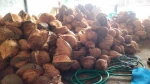 semi husked coconut