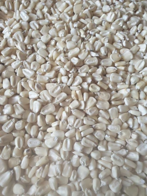 White Maize for Sale