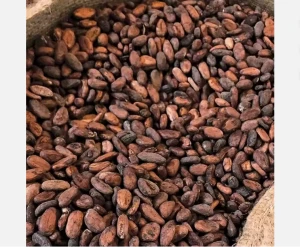 Roasted Cocoa Bean / Organic Cocoa Bean / Cacao Beans ,Dried Criollo Cocoa Beans ,Organic Roasted