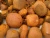Import Cow Ox Gallstones for sale from Germany
