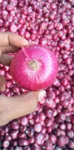 Fresh Red Onion