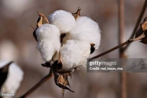 Raw Cotton