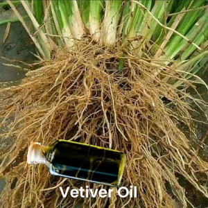Vetiver oil, Direct from Farmer-Indonesia