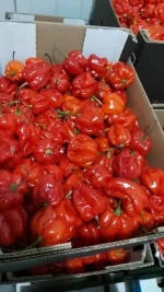 High-quality fresh chili peppers – Hot Chili Peppers