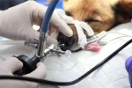 Veterinary Endoscopes