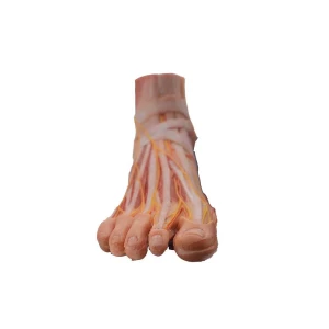 Soft Simulated Silicone Foot Anatomy Model