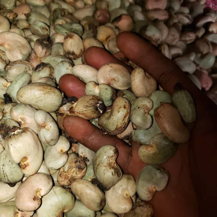 Buy Soybeans from Benemenike Export company Ltd, Nigeria