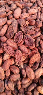 Rich Dark Cocoa Powder Natural Chocolate Flavor