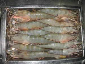 Fresh Frozen Shrimps for sale