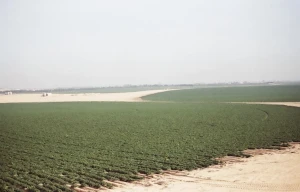 Spunta Potatoes Egypt Export | Premium Quality