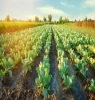 KELBIO K-20 (Foliar)
