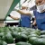 Import Hass Avocado from Ecuador