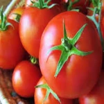100% Tomatoes/ Fresh Beef Tomato, Fresh Plum Tomatoes
