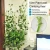 Import 100PCS Garden Vegetable Plant Support Binding Clip Vine Plant Climbing Wall Fixer Non-marking Self-adhesive Hook from China