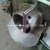 Import Stainless Steel Fish Deboner Machine For Factory Sale Best Price from China