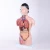 Import 45cm Hot Sale Medical Limb Muscle Science Kits Of Model China Laboratory Product Human Torso Anatomy For Schools from China