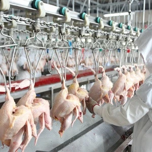 500bph-8000bph Chicken quail slaughterhouse poultry abattoir slaughter equipment for sale