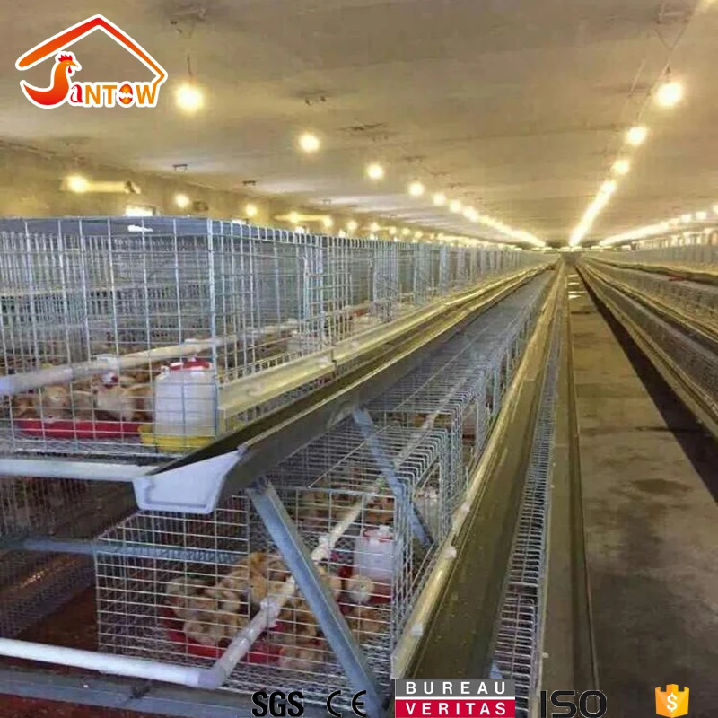 Animal cages poultry farm broiler cage