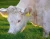 Import Australian Beef - Halal grass-fed premium Beef from Australia